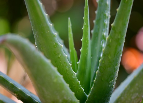 How to Grow (and Harvest) Aloe Vera
