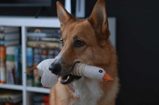 10 Best Dog Chew Toys Reviewed in 2026