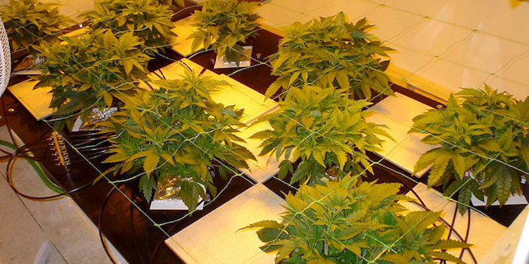 Top Best Hydroponic Systems for Growing Cannabis Reviewed