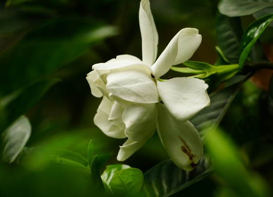 The Best Jasmine Perfume Options to Choose in 2026