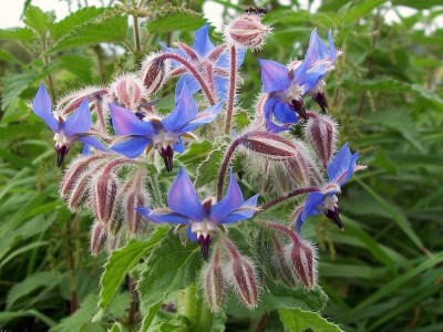 22 Far-Reaching Benefits and Uses of Borage Oil