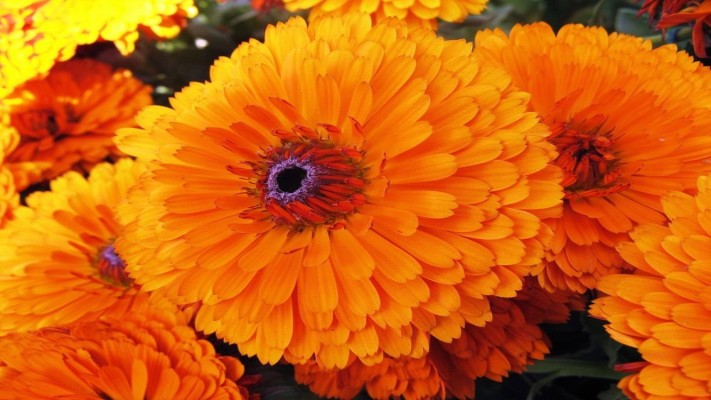 Calendula Tea: A Comprehensive Guide to the Uses and Benefits