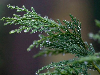 20 Ways Cypress Oil Can Boost Your Health and Energy