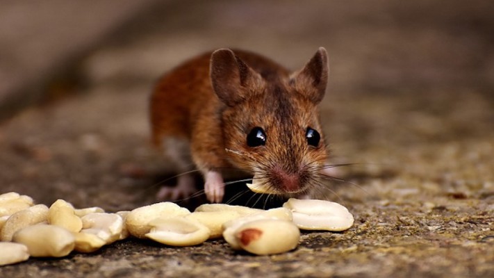 Top 10 Simple Steps to Get Rid of Mice from Your House Naturally
