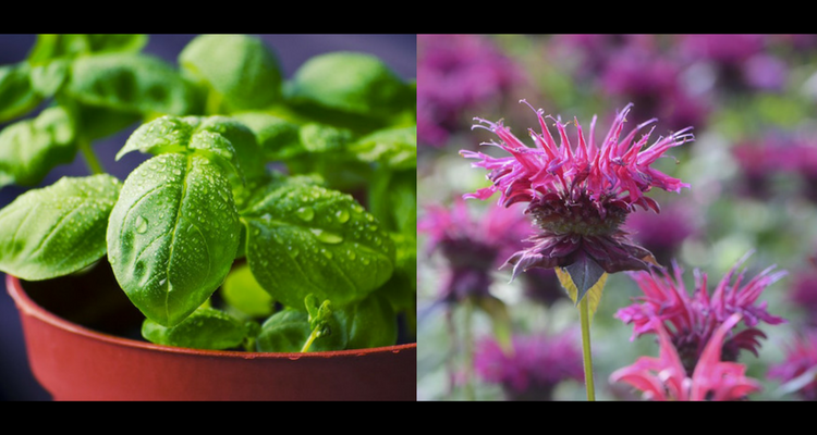 14 Plants That Help You Get Rid of Mosquitos