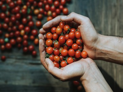 Best Fertilizer for Tomatoes: The 8 You Need to Try in Your Garden