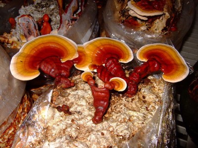 18 Possible Benefits You Get from Reishi Mushrooms