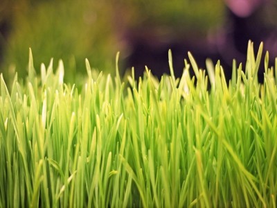 Wheatgrass: Your Shot at Better Health in 21 Benefits