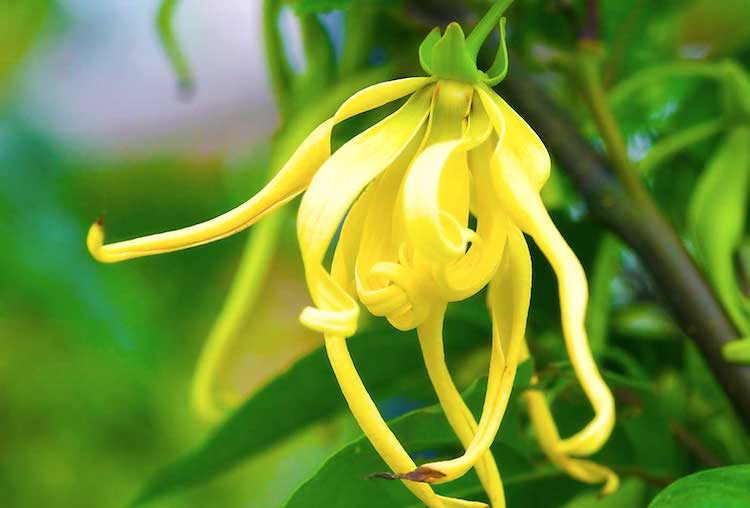 Ylang Ylang Essential Oil: 12 Amazing Benefits & Uses (Hint: Helps Anxiety)
