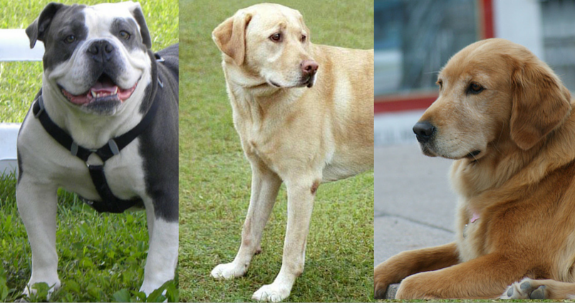 Dog Breeds: What Are the 50 Most Popular Dogs in America?