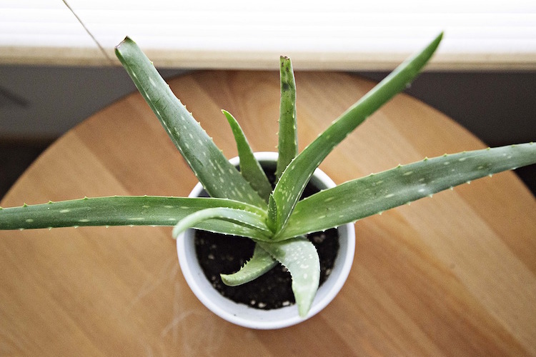 17 Benefits of Aloe Vera That Will Blow Your Mind