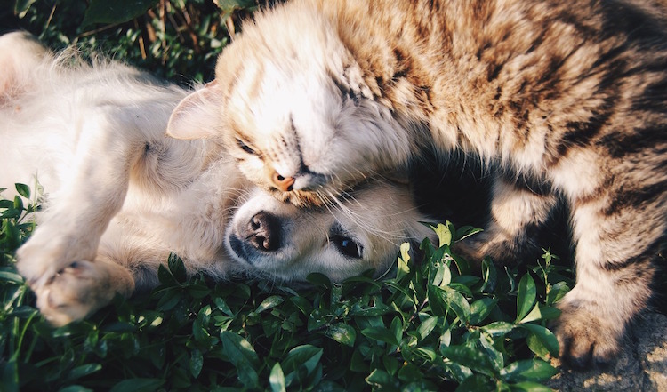 8 Natural Ways to Battle Cancer in Pets
