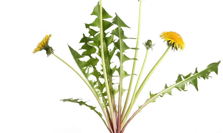 11 Effective Ways to Kill Your Unwanted Garden Weeds