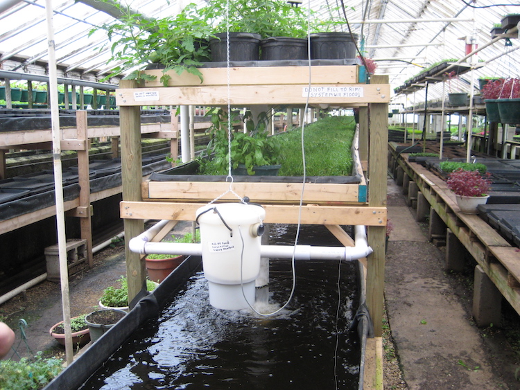 10 Reasons Why You Need to Build Your Own Aquaponics System at Home