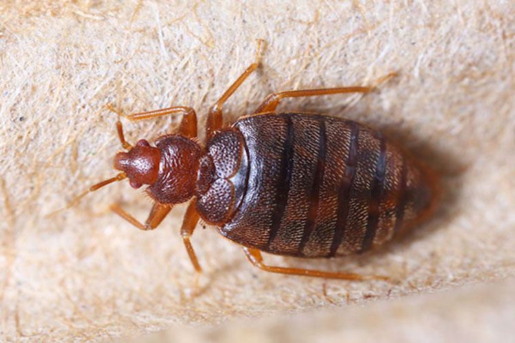 15 Ways to Get Rid of Bed Bugs Infestations Naturally in 2026