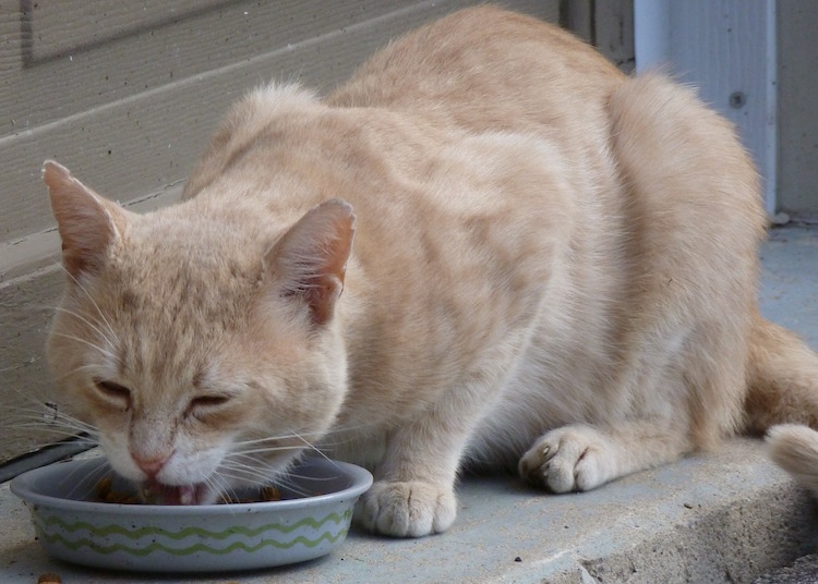 10 Healthy Cat Foods That You Should Buy Today