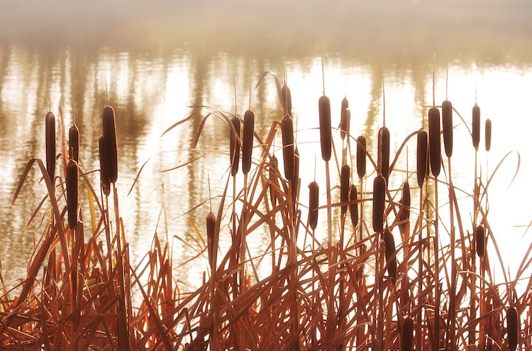 7 Ways To Use The Unbelievable Cattail Plant For Survival