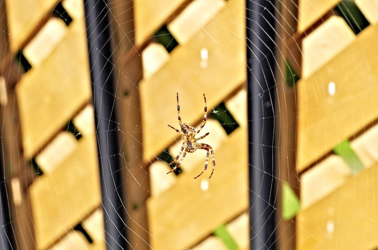 12 Natural Ways To Keep Spiders Out Of Your Home