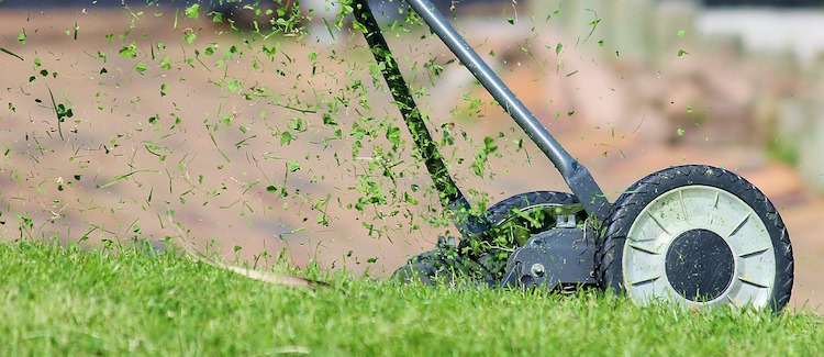 15 Lawn Care Tips to Have The Best Organic Lawn Ever