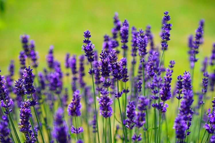 Top 10 Best Lavender Essential Oils Reviewed