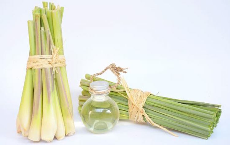 21 Fascinating Benefits & Uses Of Lemongrass Essential Oil