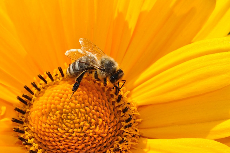 13 Fascinating Health Benefits of Bee Pollen