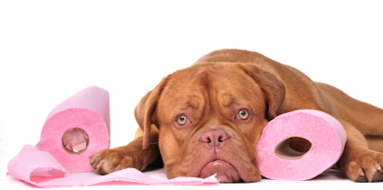 10 Dog Expert Tips on Housebreaking a Puppy