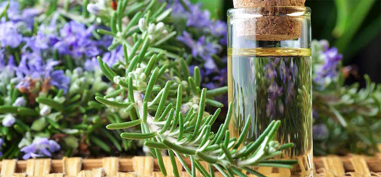 15 Incredible Benefits That Will Make You Want to Use Rosemary Essential Oil