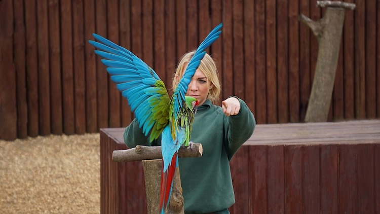 Train Your Parrot Using These 10 Simple Tricks