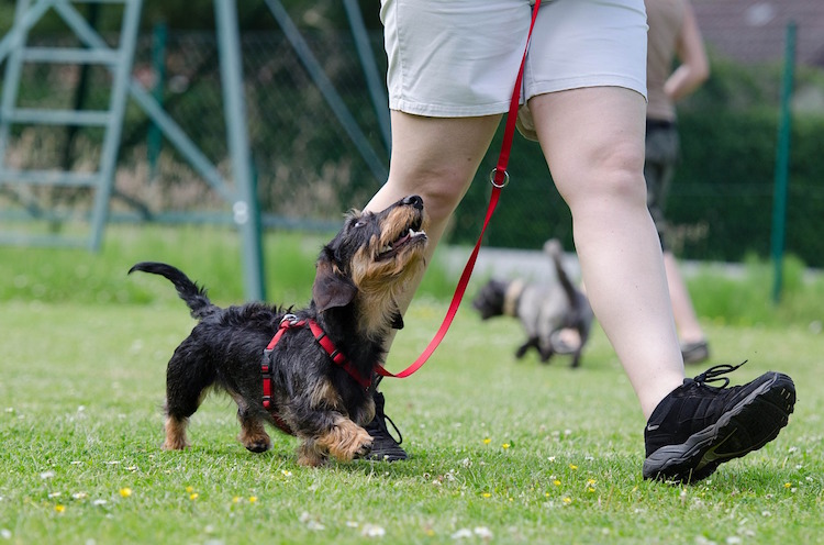 17 Expert Dog Training Tips For Beginners