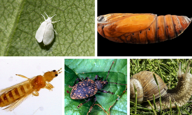How to Control These 12 Common Destructive Garden Pests Naturally