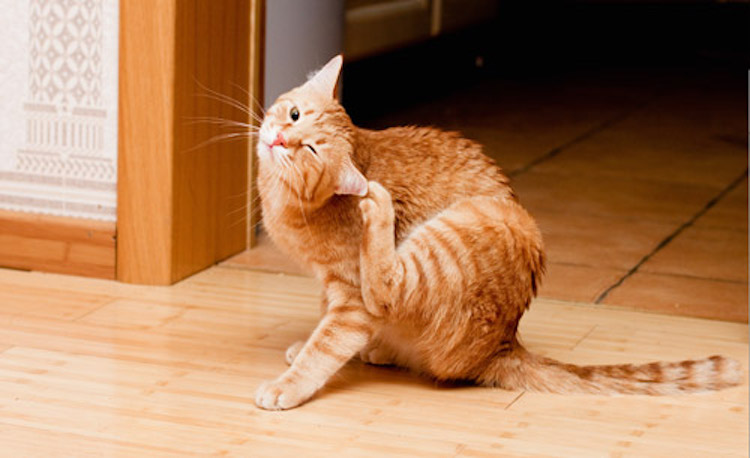 13 Natural Flea Remedies For Cats You Can Use At Home