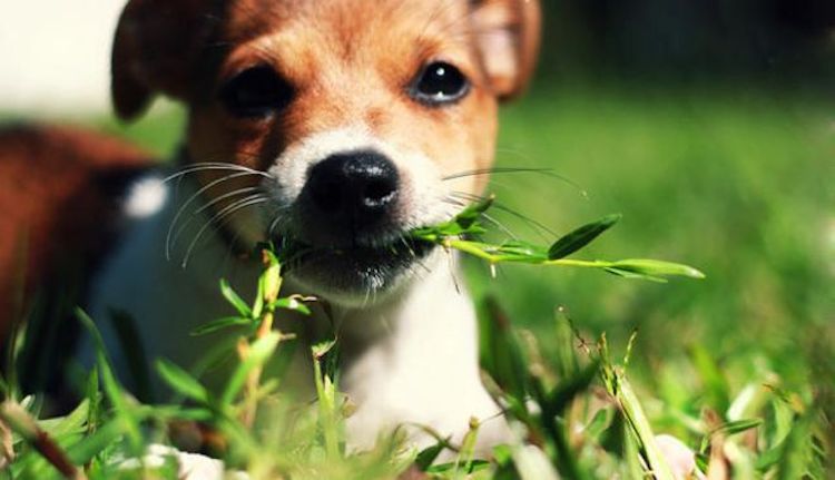 Why Do Dogs Eat Grass? We Have The Answers