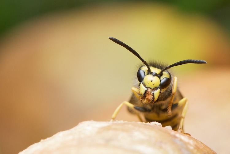 Take Back Your Lawn! 10 Natural Ways to Get Rid of Wasps