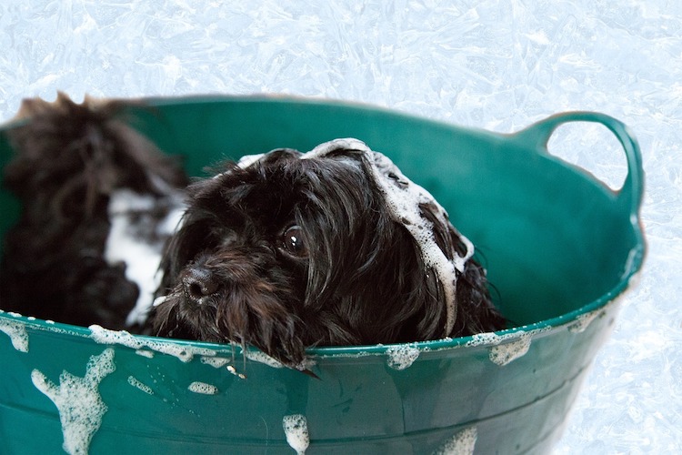 12 Natural Ways To Get Rid of & Prevent Ticks on Dogs