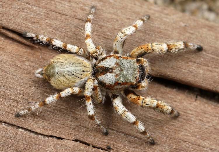 The World's 14 Most Dangerous & Venomous Spiders You Should Avoid At All Costs