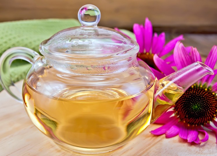 11 Amazing Echinacea Tea Benefits That You Never Knew About