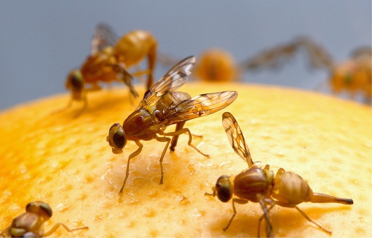 How to Get Rid of Fruit Flies - 12 Ways to Kill Fruit Flies Instantly