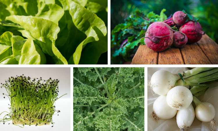 Try Growing These 10 Flavorful Microgreens In Your Home Today