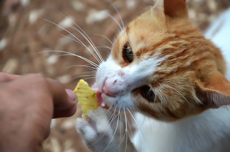 10 Foods You Shouldn't Feed Your Cat