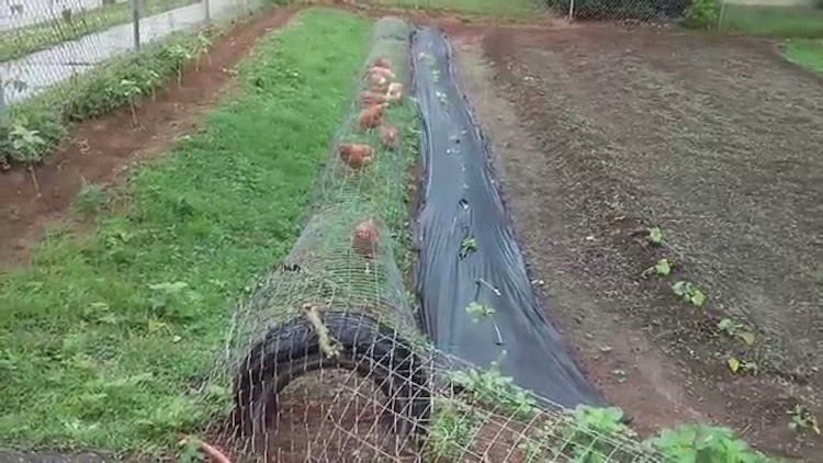 How to Build a DIY Backyard Chicken Tunnel