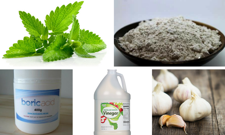 15 Organic Pest Control Options That Really Work