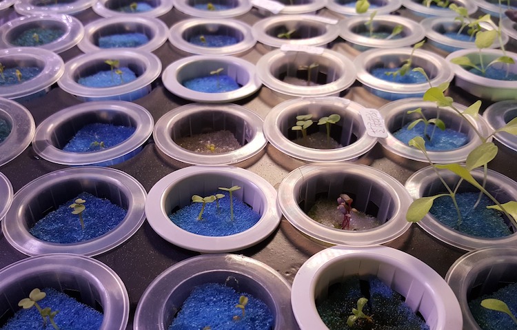 10 Things You Need Know To Start Seeds Indoors