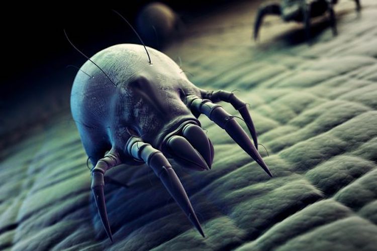 10 Ways To Get Rid Of Dust Mites Without Using Harmful Chemicals