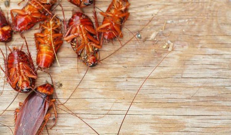 How to Get Rid Of Roaches in Your Home Naturally (12 Unique Ways)