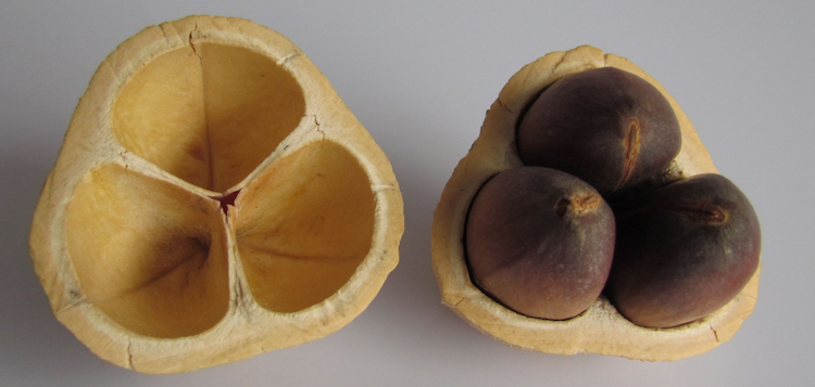 Cacay Oil Benefits - 10 Reasons You Need To Try This On Your Skin