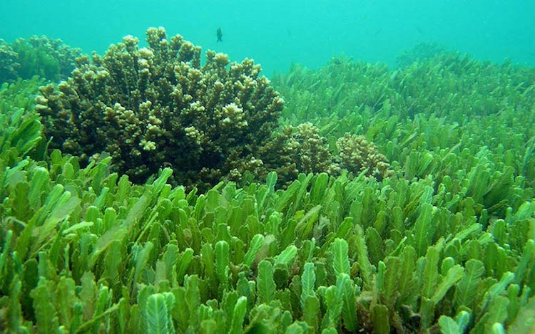 10 Incredible Benefits Of Chlorella & Why You Need To Try This Green Algae