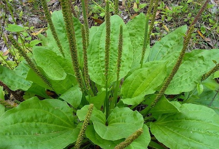 10 Reasons Why You Should Never Kill Your Plantain Weeds (A Powerful Healing Herb)