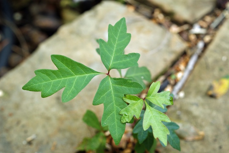14 Natural Rash Healing Home Remedies For Poison Ivy