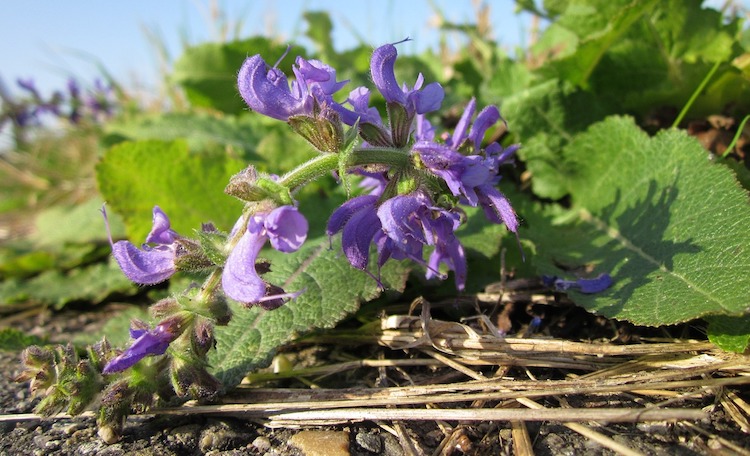 12 Amazing Uses of Clary Sage Essential Oil That You Should Know About